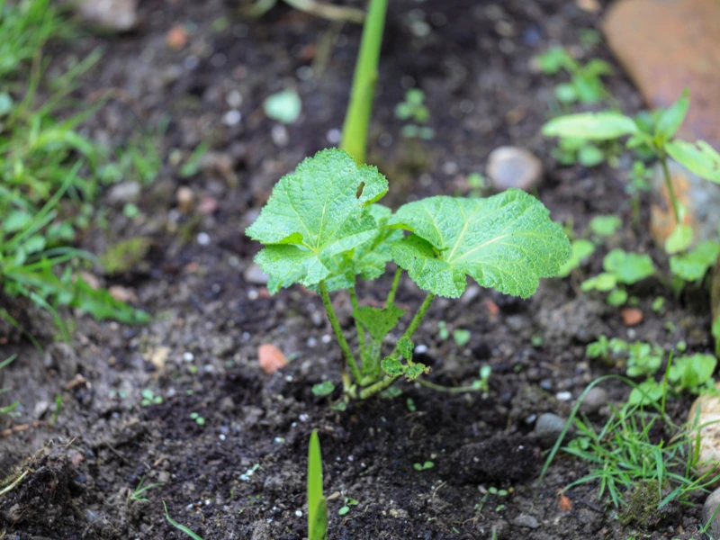 How to Grow Hollyhocks from Seed: A Step-by-Step Guide