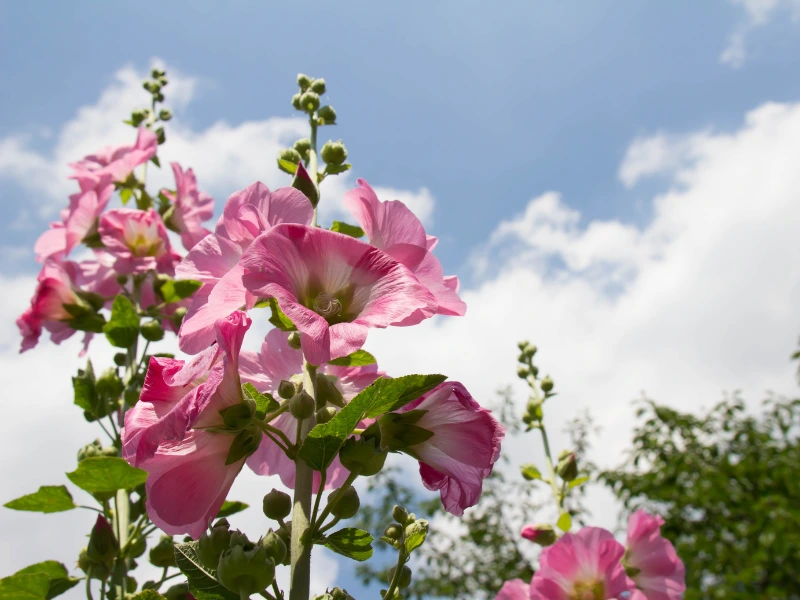 How to Grow Hollyhocks from Seed: A Step-by-Step Guide