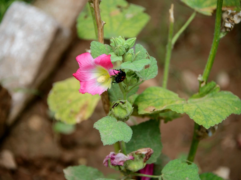 How to Grow Hollyhocks from Seed: A Step-by-Step Guide