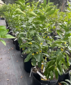 LISBON LEMON TREE (Grafted) 3 feet tall.