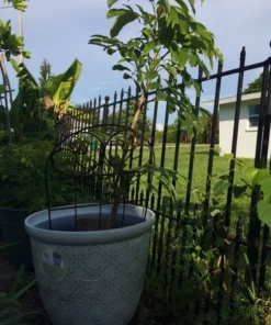 Lychee Fruit Tree 48” ( 4 Ft ) Fruit Tree Live In 15 Gallon Pot / Cây Trái Vải