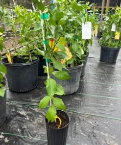 Meyers Lemon Grafted Tree 3 Feet Tall. Free Shipping