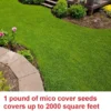 Micro Clover Seeds - 1 Pound - Covers Up To 2000 Square Feet - Grass Seeds For Lawn