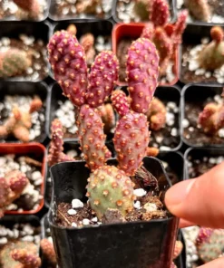 Mini Cinnamon Cactus - Opuntia Rufida Minima 2-4