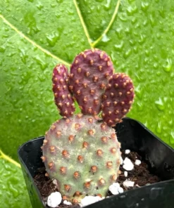 Mini Cinnamon Cactus - Opuntia Rufida Minima 2-4