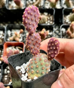 Mini Cinnamon Cactus - Opuntia Rufida Minima 2-4