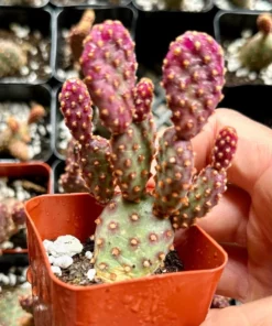 Mini Cinnamon Cactus - Opuntia Rufida Minima 2-4