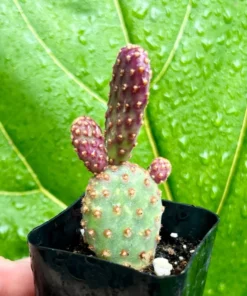 Mini Cinnamon Cactus - Opuntia Rufida Minima 2-4