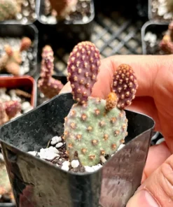 Mini Cinnamon Cactus - Opuntia Rufida Minima 2-4