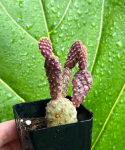Mini Cinnamon Cactus - Opuntia Rufida Minima 2-4
