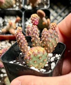 Mini Cinnamon Cactus - Opuntia Rufida Minima 2-4