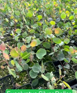 Parvifolia Eucalyptus, Live Evergreen Tree, Unique Plant, Baby Tree, Live Plant in 2.5'' Pot