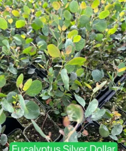 Parvifolia Eucalyptus, Live Evergreen Tree, Unique Plant, Baby Tree, Live Plant in 2.5'' Pot