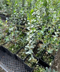 Parvifolia Eucalyptus, Live Evergreen Tree, Unique Plant, Baby Tree, Live Plant in 2.5'' Pot