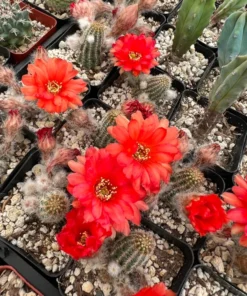 Peanut Cactus Clusters Live Succulent 2in 4in 6in Pot | Minimalist Cactus