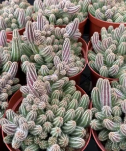 Peanut Cactus Clusters Live Succulent 2in 4in 6in Pot | Minimalist Cactus