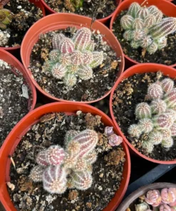 Peanut Cactus Clusters Live Succulent 2in 4in 6in Pot | Minimalist Cactus