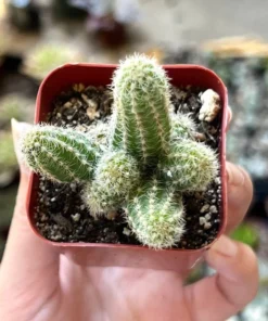 Peanut Cactus Clusters Live Succulent 2in 4in 6in Pot | Minimalist Cactus