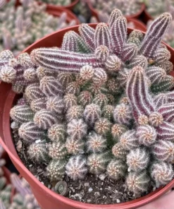 Peanut Cactus Clusters Live Succulent 2in 4in 6in Pot | Minimalist Cactus