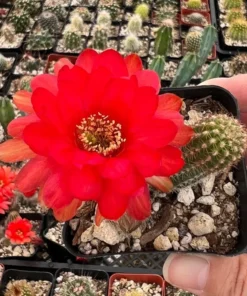 Peanut Cactus Clusters Live Succulent 2in 4in 6in Pot | Minimalist Cactus