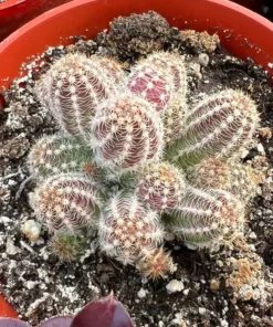 Peanut Cactus Clusters Live Succulent 2in 4in 6in Pot | Minimalist Cactus