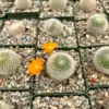 Rebutia Fiebrigii Blooming Cactus Live Plant 3" Pot Orange/Red Flower