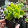 Ripple Jade, Silver Dollar Jade, Crassula Arborescens Undulatifolia, 2'' Pot, Succulent