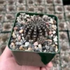 Spider Web Cactus, Black Cactus, Lobivia Arachnacantha, Live Plant in 3.5" pot