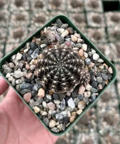 Spider Web Cactus, Black Cactus, Lobivia Arachnacantha, Live Plant in 3.5