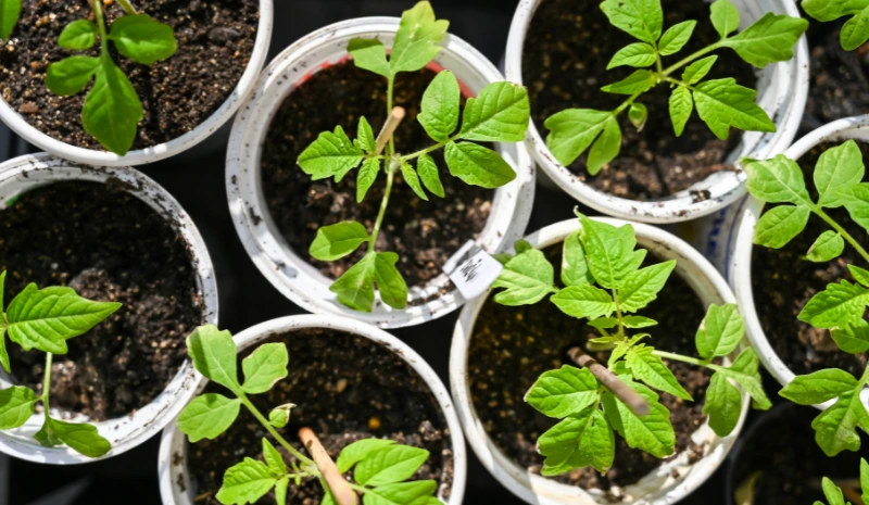 What to Sow in February: A Complete Guide for Every Climate