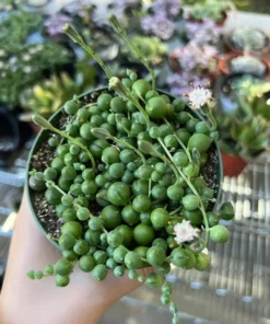 String of Pearls Succulent Live Plant 4 inch Pot Green Trailing Houseplant