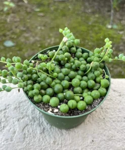 String of Pearls Succulent Live Plant 4 inch Pot Green Trailing Houseplant