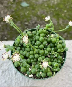 String of Pearls Succulent Live Plant 4 inch Pot Green Trailing Houseplant
