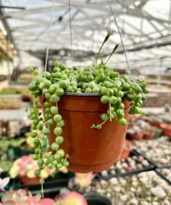 String of Pearls Succulent Live Plant 4 inch Pot Green Trailing Houseplant