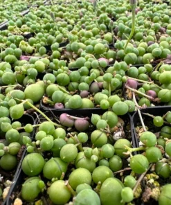 String of Pearls Succulent Live Plant 4 inch Pot Green Trailing Houseplant