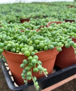 String of Pearls Succulent Live Plant 4 inch Pot Green Trailing Houseplant