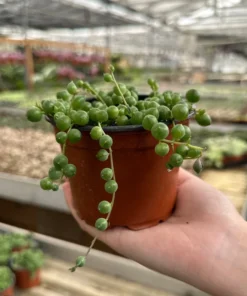 String of Pearls Succulent Live Plant 4 inch Pot Green Trailing Houseplant