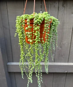 String of Pearls Succulent Live Plant 4 inch Pot Green Trailing Houseplant