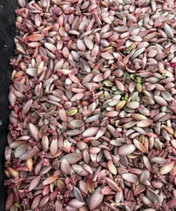 Succulent Propagation Leaves - 30 Variety Pack for Beginners