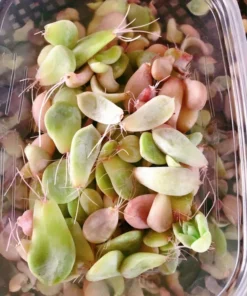 Succulent Propagation Leaves - 30 Variety Pack for Beginners