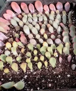 Succulent Propagation Leaves - 30 Variety Pack for Beginners