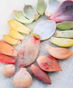 Succulent Propagation Leaves - 30 Variety Pack for Beginners