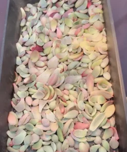 Succulent Propagation Leaves - 30 Variety Pack for Beginners