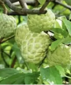 Sugar Apple 5”-9” Live Plant Seedling Tree-Asian Plant Collection / mãng Cầu Na