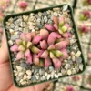 Sunrise Variegated Succulent Pink Plant 2" & 4" Pot | Buy Now
