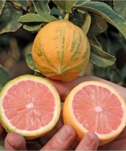 VARIEGATED PINK LEMON Tree (Grafted) 3 Feet Tall.