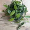 Vanilla Planifolia Orchid Large 8"HB Pot | Vanilla Bean Orchid Plant