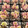 Variegated Baby Sun Rose Succulent Plant 2" & 4" Pots | Pink Ice Plant