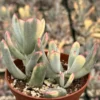 Variegated Cotyledon Orbiculata Long Leaf Succulent 3" & 4" Pot Rare Plant