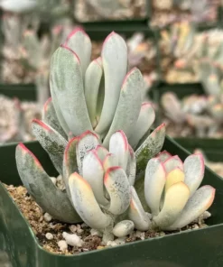 Variegated Cotyledon Orbiculata Long Leaf Succulent 3